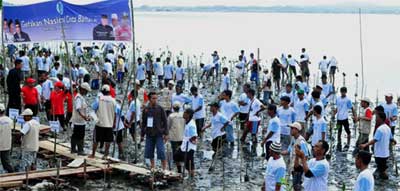 tanam bakau kendari
