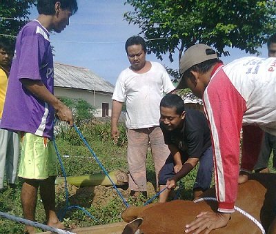 kurban ldii bangka
