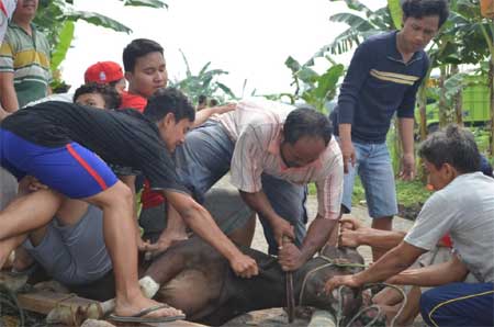 kurban ldii lahat