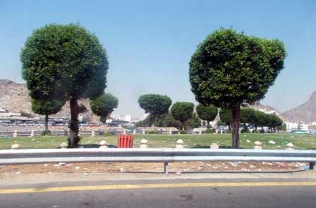 pohon sukarno