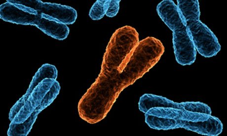 x-and-y-chromosome-007