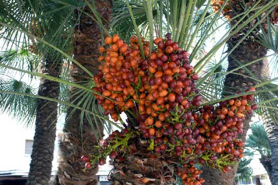 kurma