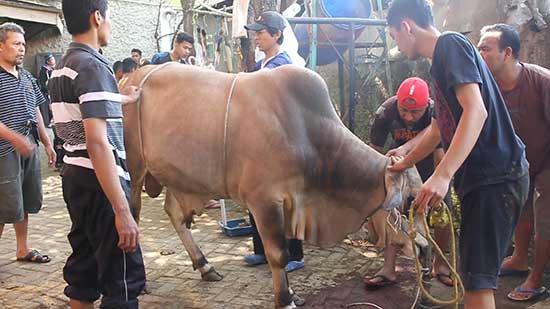 ldii balikpapan kurban