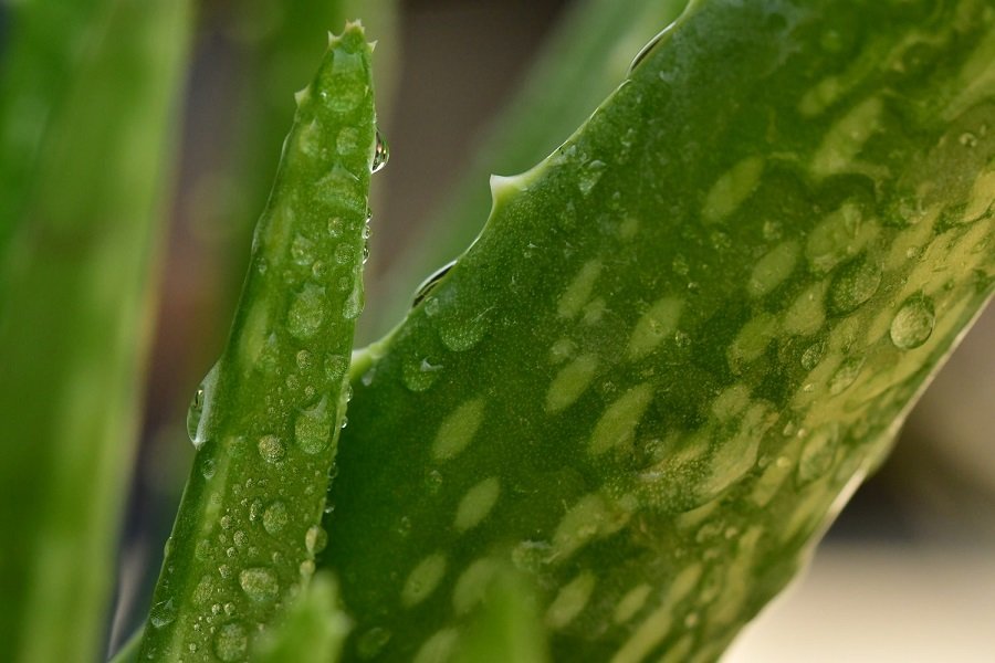 aloe vera1