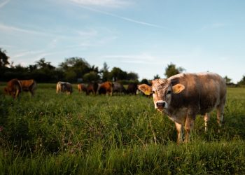 Idul Adha di Hari Jumat, Apa Keutamaan Berkurban?