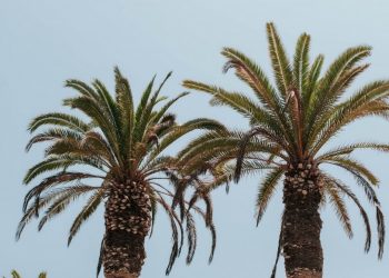 Sejarah Pohon Kurma dan Awal Perkembangannya