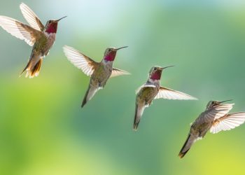 Ilustrasi (goodhousekeeping)