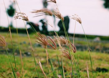 Ilustrasi (steemit.com/ekavieka)