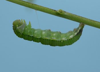 Esai Tentang Kupu-Kupu (Leadership)