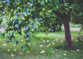 Ilustrasi (nmbayu76.eu.org)