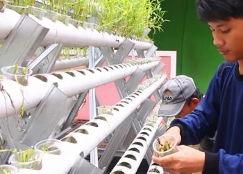 Membangun Ketahanan Pangan Keluarga di Tengah Wabah