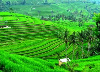 Bertandang ke Masjid LDII Pupuan, Ibadah Bernuansa Wisata dan Toleransi