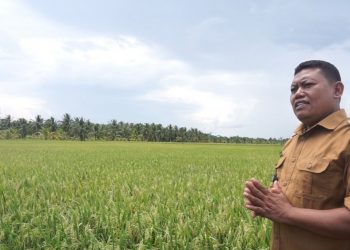 Setelah 35 Tahun, Karang Sari Jadi Penghasil Beras Terbesar di Sumsel