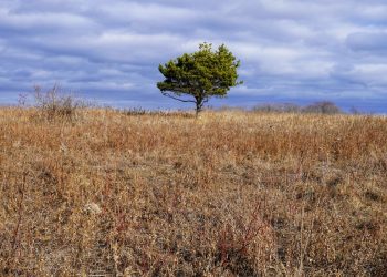 Para Akademisi Ingatkan Pembangunan Harus Bersemangat Konservasi Lingkungan