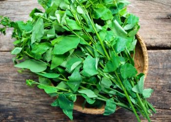 Eksotiknya Daun Katuk Sebagai Pangan Fungsional