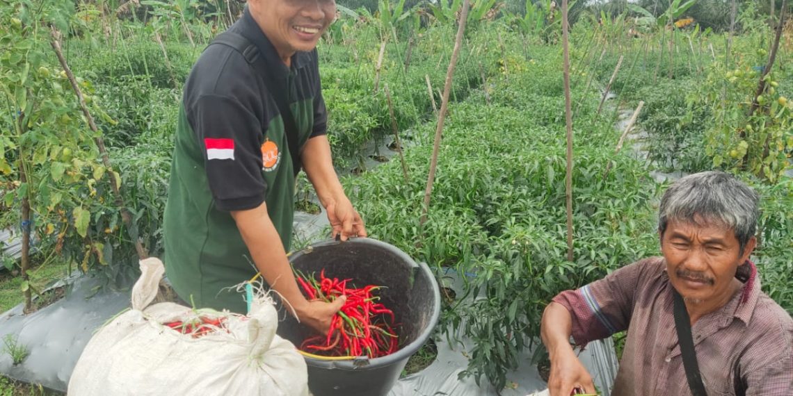 Petani milenial asal Melawi Kalimantan Barat, Sidiq Saka Brata sukses budidaya cabai keriting. Foto: Kontributor Kalimantan.