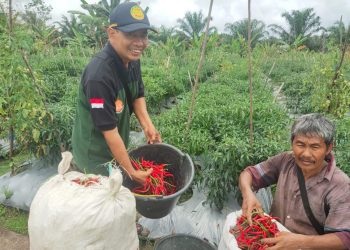 Kisah Petani Milenial LDII Menaklukkan Lahan Gambut