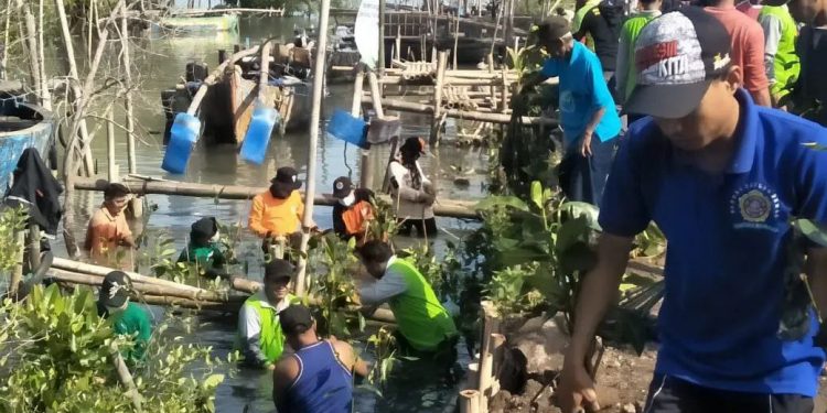 Penanaman 2.000 mangrove tersebut sudah dimulai sejak Jumat 13 Mei yang dihadiri oleh Wakil Bupati Demak KH. Ali Makhsun. Foto: Kontributor LINES.