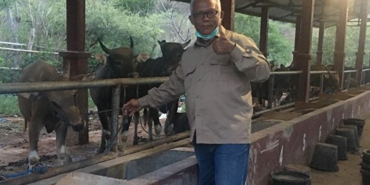 Ketua DPP LDII Bidang Pengabdian Masyarakat Prof. Rubiyo saat meninjau peternakan sapi. Foto: LINES.