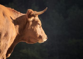 Antisipasi Penyebaran PMK, Dispertan Karanganyar Gencar Sosialisasi di Ponpes LDII