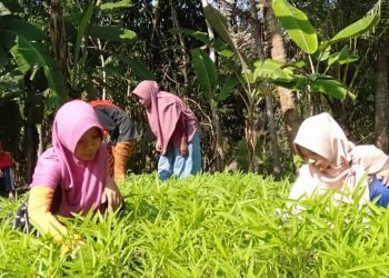 Ketum LDII Dorong Masyarakat Berdayakan Pekarangan untuk Ketahanan Pangan Keluarga