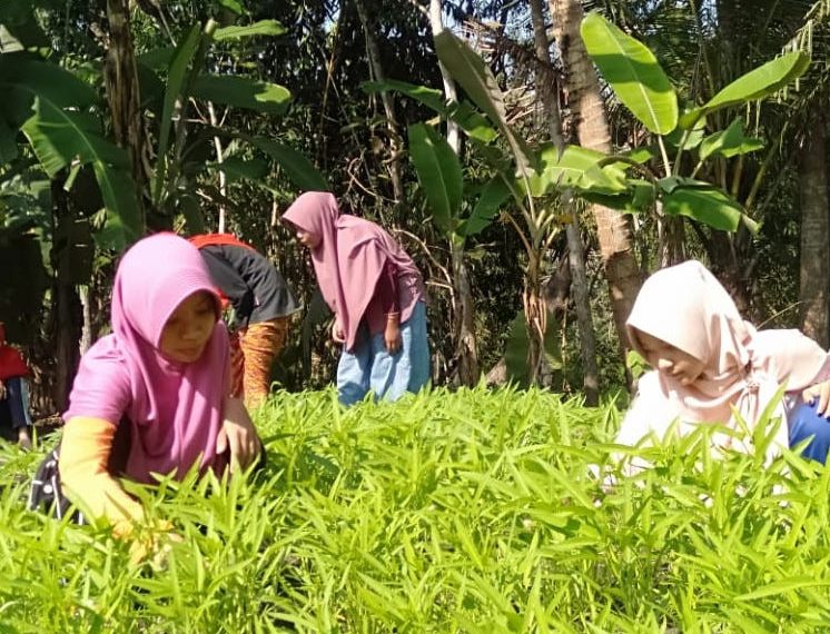 Generus LDII di Kelurahan Tengklik, Kec.Nglipar, DIY menanam sayuran di pekarangan