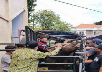 Satgas PMK Pastikan Hewan Kurban Warga LDII Bali Sehat