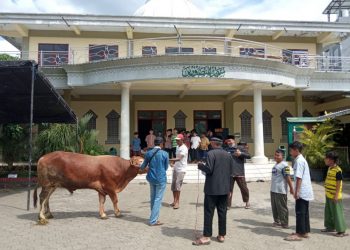 Meskipun Ada Wabah PMK, Jumlah Hewan Kurban LDII Jember Meningkat