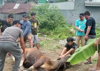 LDII Jambi Berkurban 418 Sapi, 233 Kambing, 3 Kerbau