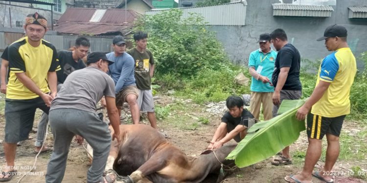 Meski wabah PMK marak dan pandemi belum hilang, LDII Jambi berhasil menyembelih ratusan hewan kurban. Foto: LINES.