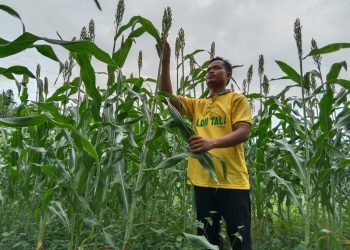 LDII Dorong Diversifikasi Makanan Pokok untuk Perkuat Ketahanan Pangan
