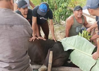 Harga Sawit Anjlok, Semangat Berkurban DPD LDII Kuantan Singingi Meningkat