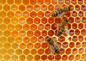 Mengapa Perempuan Juga Sangat Butuh Madu?