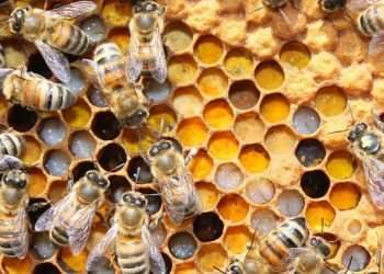 Yuk Intip, Keistimewaan Lebah (Bagian 2)