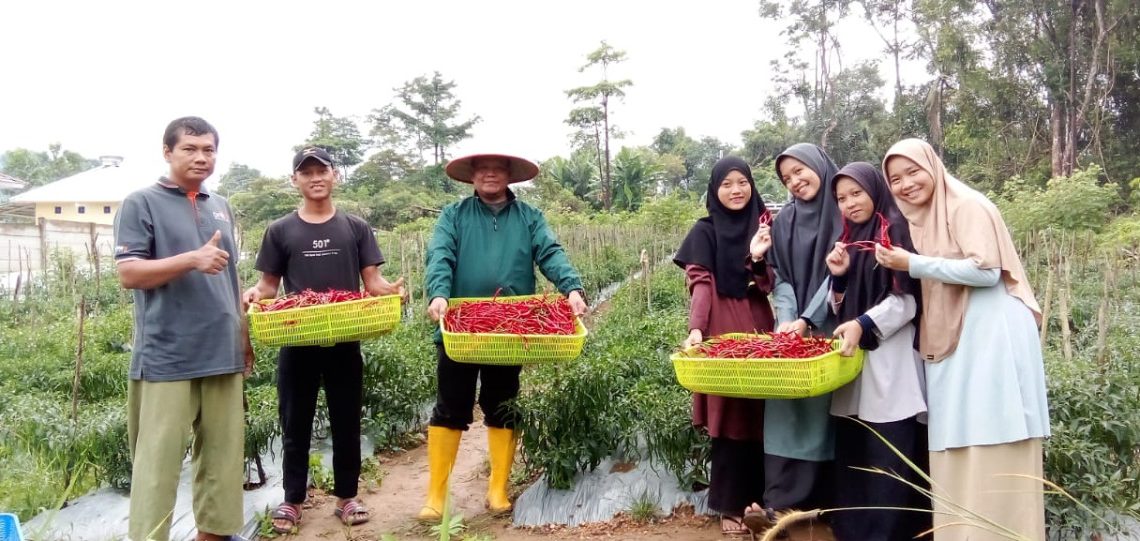 Pondok Pesantren (Ponpes) Arroyyan Pangkalpinang, yang bernaung di bawah DPW LDII Kep. Bangka Belitung melaksanakan panen perdana cabai, pada Minggu, (2/4). Foto: LINES.