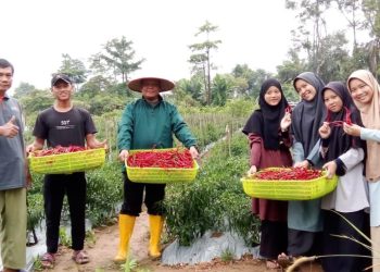 Panen Perdana Cabai, Ponpes Arroyan Pangkalpinang Dukung Program Pengendalian Inflasi Pangan