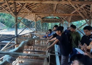 PC LDII Bulu Dorong Generasi Milenial Bisnis Ternak Domba