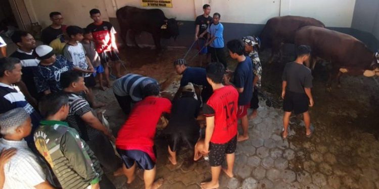 DPD LDII Kabupaten Pemalang menyembelih hewan kurban sebanyak 118 sapi dan 69 kambing. Foto: LINES.