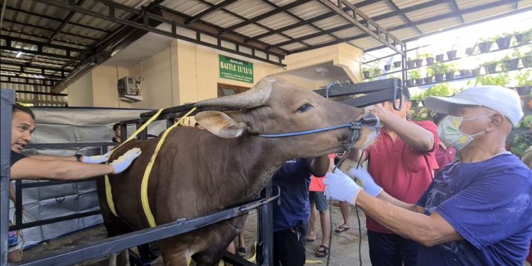 Warga LDII PAC LDII Cilandak Barat selalu antusias dalam berkurban. Foto: LINES.