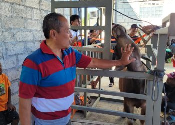 Puluhan Sapi Bisa Ditangani dengan Cepat, Ini Alat Kurban Milik LDII NTT