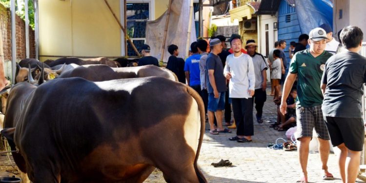 Warga LDII Sulawesi Selatan berkurban 813 ekor hewan kurban. Foto: LINES.