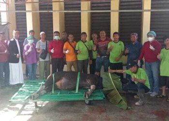 LDII Mimika Kurbankan Puluhan Ternak Saat Idul Adha