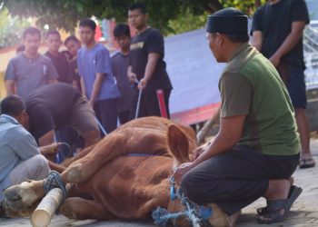 Warga LDII Wonogiri Gerakkan Ekonomi Rp10,6 Miliar untuk Kurban