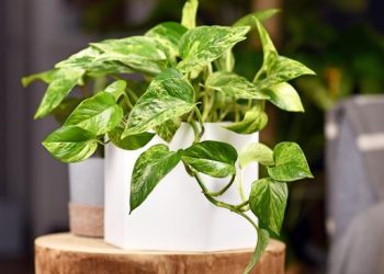 tanaman tangkal polusi