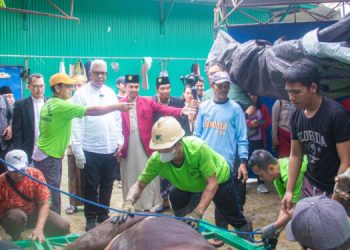 Bupati Hadiri Penyembelihan Hewan Kurban LDII Mimika