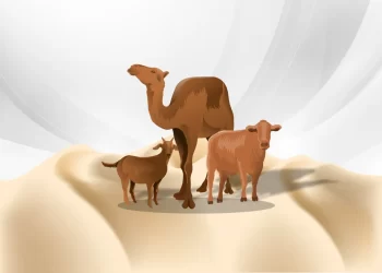 Empat Cacat Hewan Kurban yang Membuatnya Tidak Sah