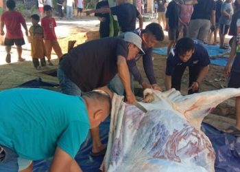 Warga LDII Sulsel Kurban 700 Ekor Sapi dan 73 Ekor Kambing