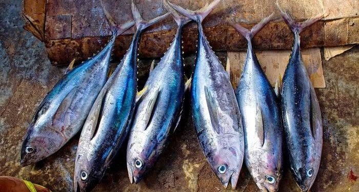 Ikan merkuri