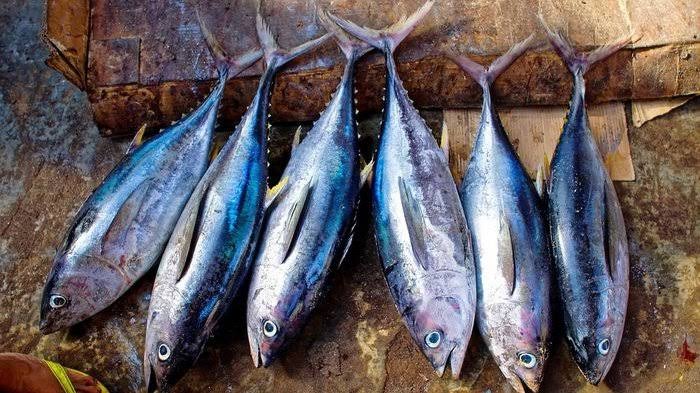 Ikan merkuri