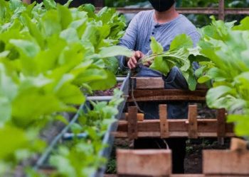 Menilik Prospek Cerah Bayam Jepang (Horenso) sebagai Komoditas Unggulan dalam Tren Gaya Hidup Sehat